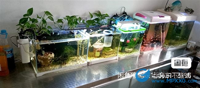 孔雀魚 觀背青鳉 